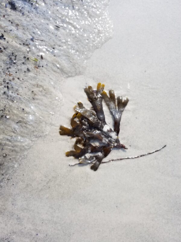 Tang Sand-Punkte im Wasser