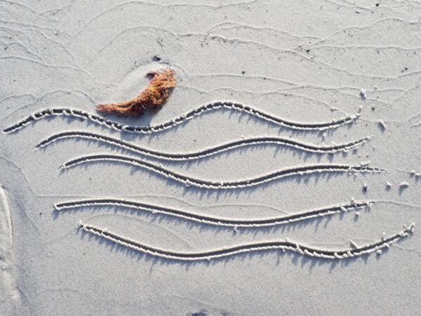 Original Vogellinie Kurven: Weisser Strand Bornholm