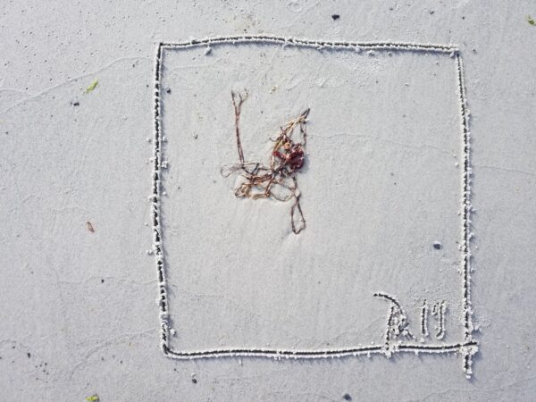 Signiertes, gerahmtes Porträt eines Straußes am Strand