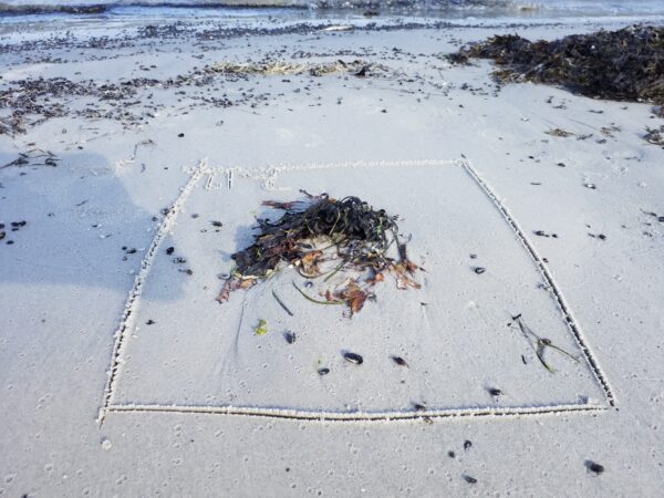 Seetang von Bornholm - Perfekt für Strandliebhaber