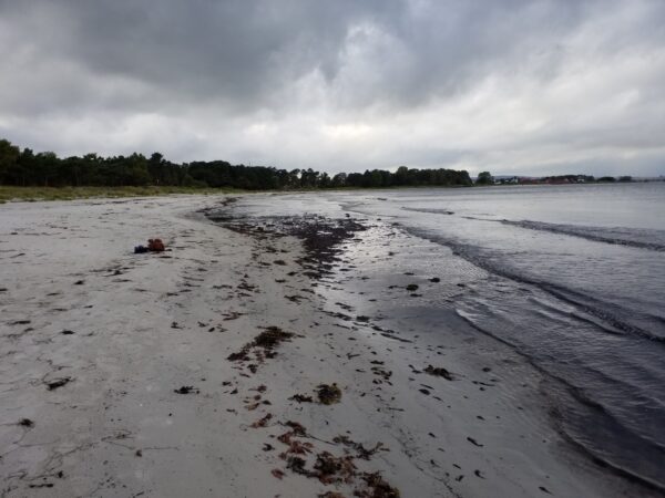 Stilleben von Tang am Bornholm Strand