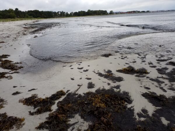 Bornholm Strand Tang - Natürliches Seetang Produkt