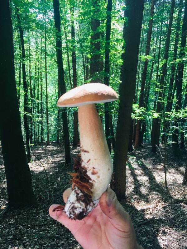 Weisser Pilz auf grünem Hintergrund