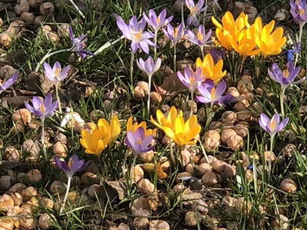 Krokus Blumenzwiebeln für Garten und Balkon