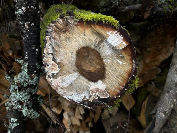 "Pilzförmiger Holzquerschnitt mit braunen Innenstrukturen