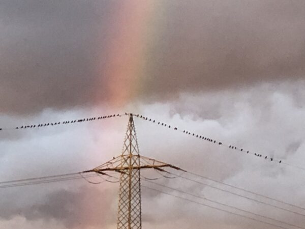 Sommer-Regenbogen mit Vögeln auf dem Strommast