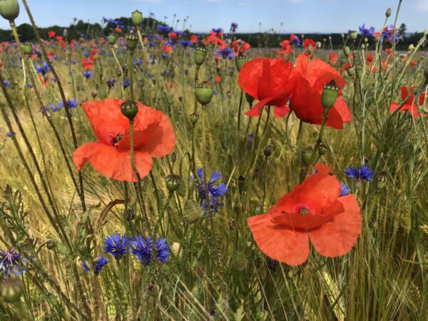 "Klatschmohn-Serie: Elegante Heimdekor Kollektion – Bild 7