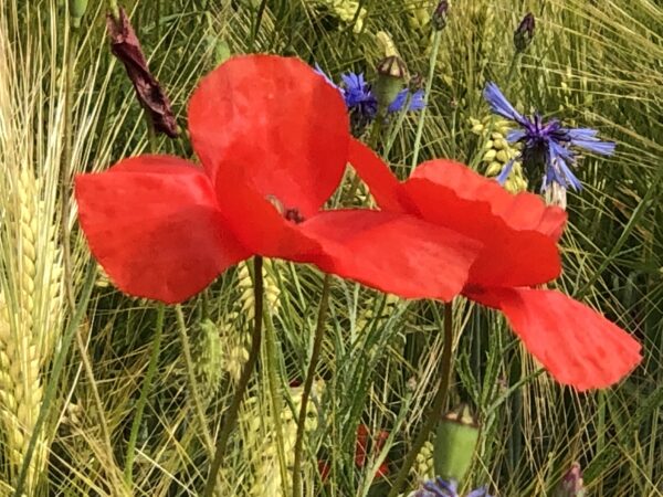 "Klatschmohn-Serie: Elegante Heimdekor Kollektion – Bild 5