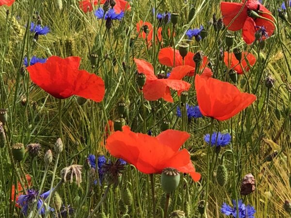 "Klatschmohn-Serie: Elegante Heimdekor Kollektion – Bild 4