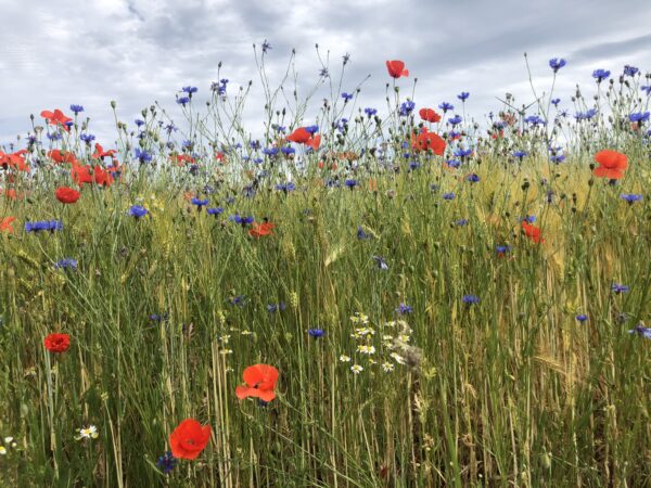 "Klatschmohn-Serie: Elegante Heimdekor Kollektion – Bild 3