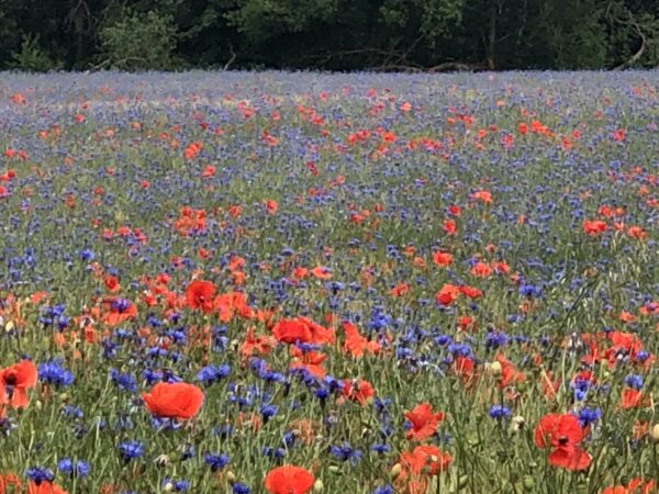 "Klatschmohn-Serie: Elegante Heimdekor Kollektion