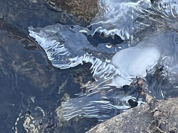 "Exquisites Austern-Eis auf Trockenerde mit Wasserpfützen-Akzent