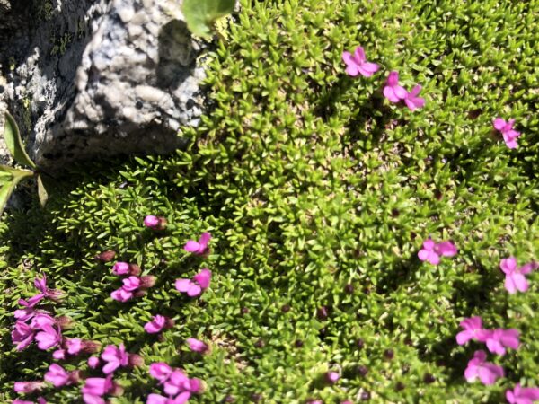 Grüne Alpenwiese: Blumen mit Felsen