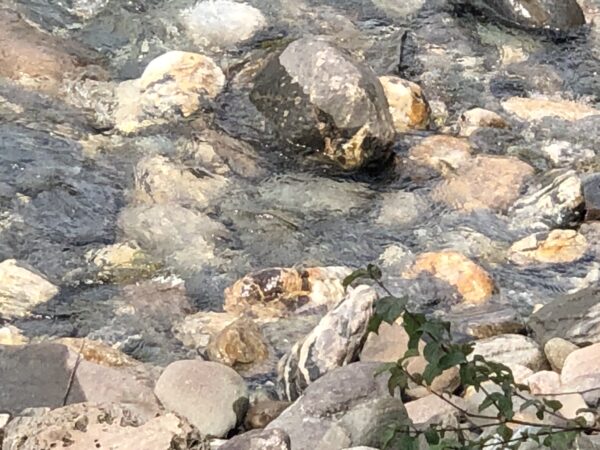 "Bunte Steine für Wasserbett - Niedrigwasser Vorderrhein Kolle