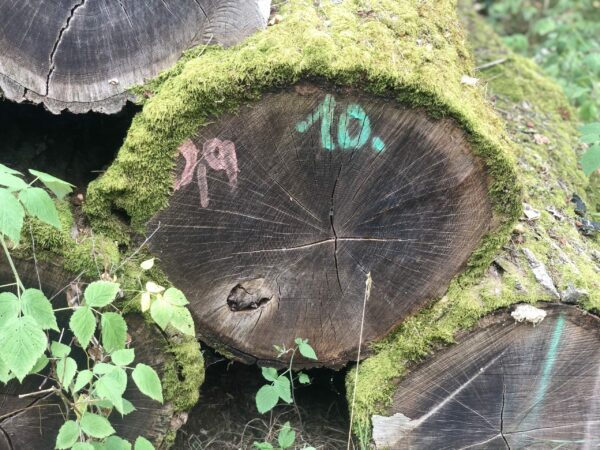 "10 alte, gelagerte Holzstämme aus dem Wald der Lüneburger