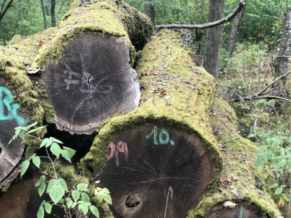 Nachhaltig Gewachsener Naturholz Baum Dekorationsartikel