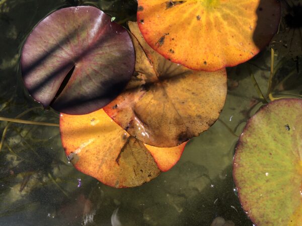 Farbenspiel Seerose in leuchtendem Orange