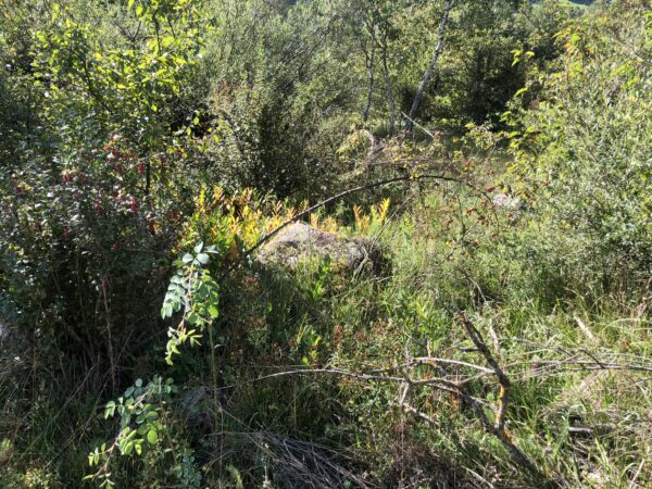 Wildwachsende Sträucher für natürliche Gartengestaltung