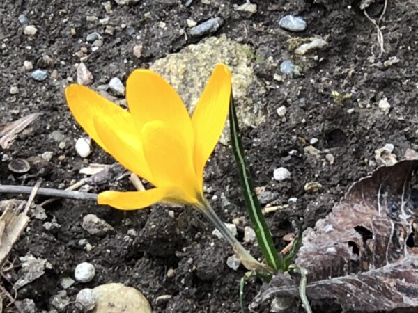 Alpine Gelbe Blume im Fels - Dekoration für Ihr Zuhause