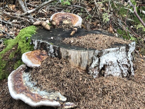 Stillleben mit Waldbaum, Pilzen und Ameisen