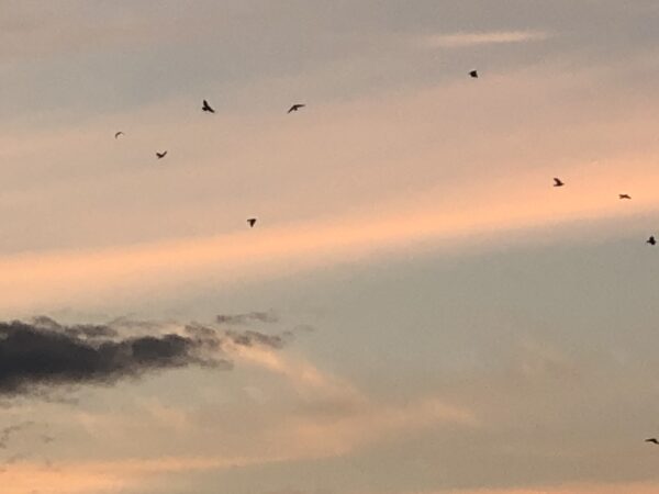 Kreativer Himmel in Pastellfarben inklusive Vögel