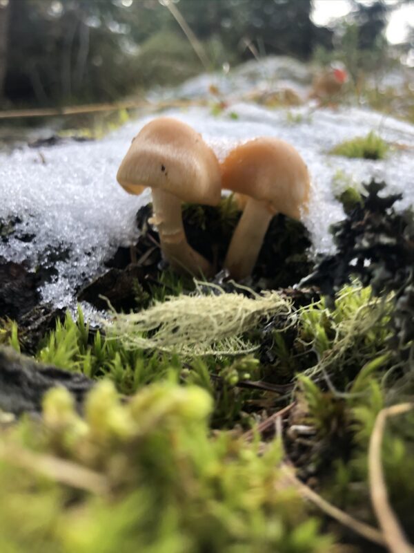 Frühlings-Pilze aus Surselva nach der Schneeschmelze