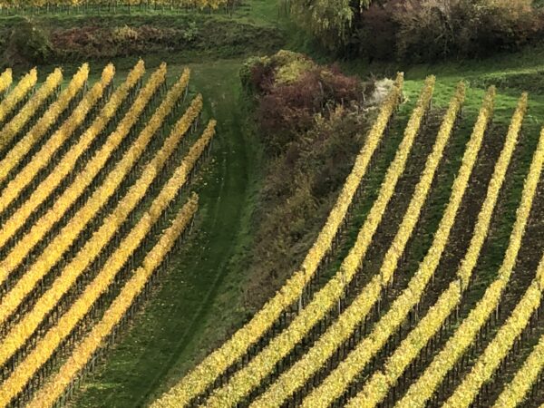 Herbstliche Weinreben vom Kaiserstuhl