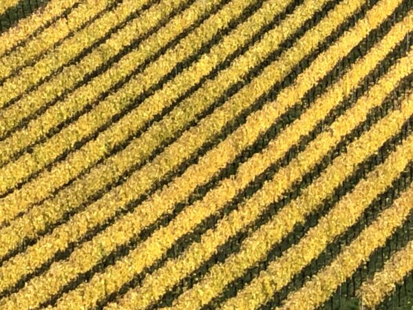 Weinreben im Herbst bei Burkheim Kaiserstuhl - Fotodruck