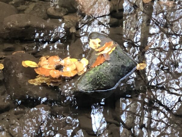 Farbenspiegelung im Waldsee - Kunstdruck