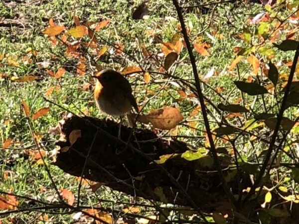 Bedruckte Blätter mit Vogelmotiv