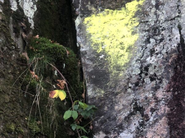 Schwarzwald Felsen in Farben Gelb und Grün – Bild 2