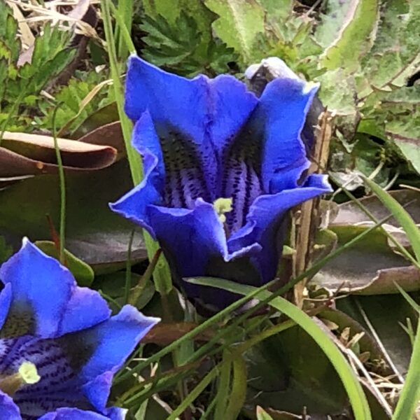 Enzian Blumen am Oberalbpass