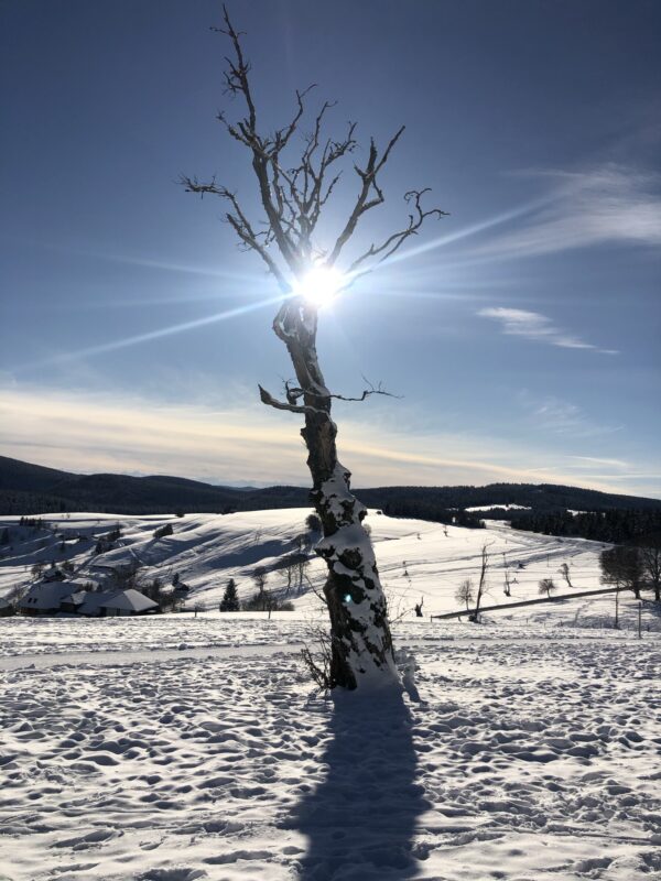 "Sonnenspiegelung im kahlen Baum am Schauinsland" Fotokunst