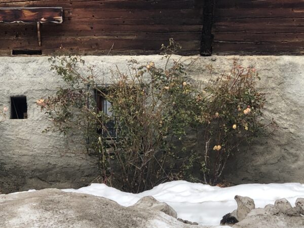 "Origineller kleiner Strauch mit rosa Blüten und grau-weißem Sch