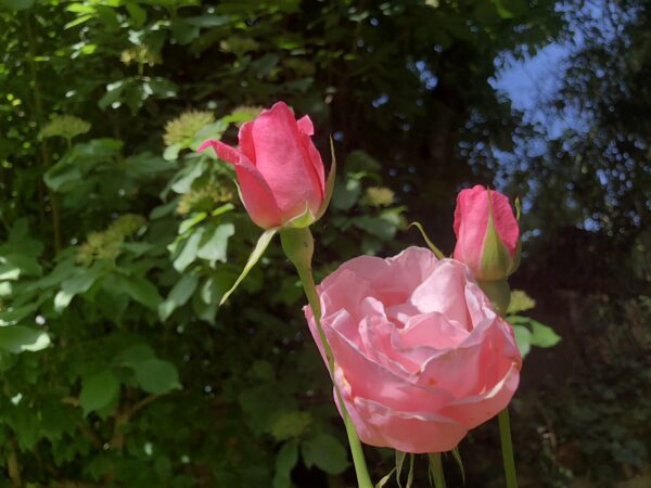 Stilleben mit Rosen - Kunstdruck