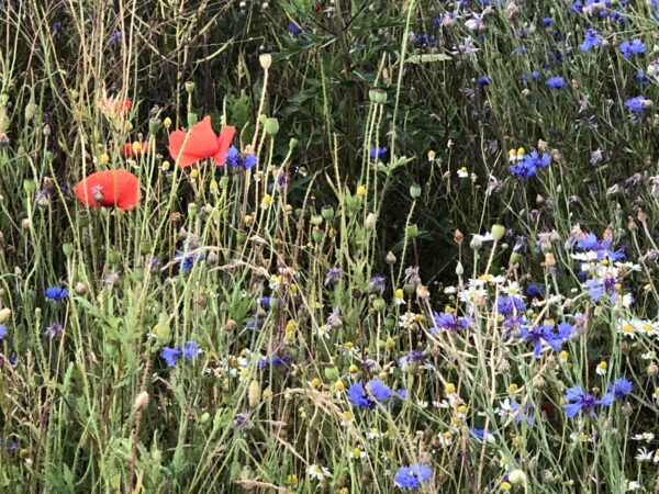 "Blühende Blumenwiese - Saatgut Mischung für Bunte Garten