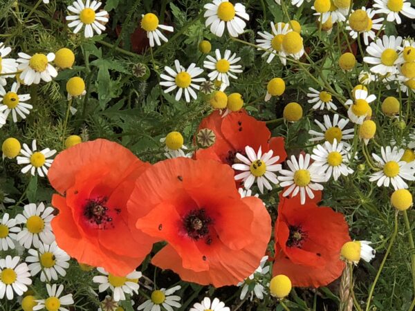 "Stilleben Klatschmohn Hunsrück Mosel - Kunstdruck