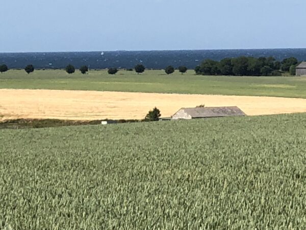 Dänemark Strandwiesenlandschaft Poster