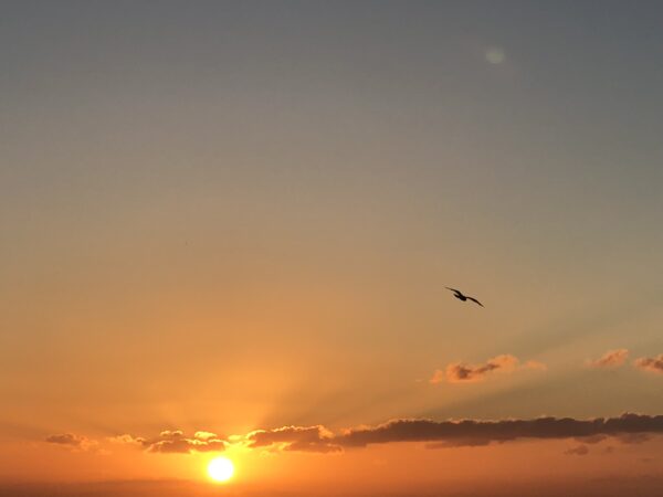 Stimmungsvolles Wandbild: Sonnenuntergang mit Vogel