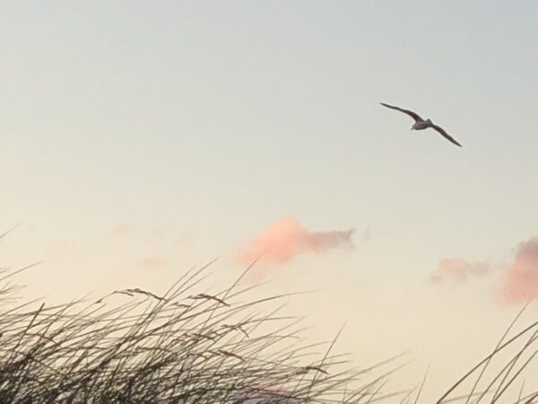 Vogeldekor mit Strandgras und sanften Wolken