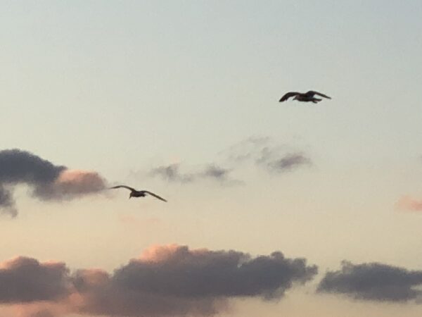 Wolkenformation mit Vögeln - Kunstdruck